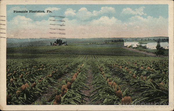 Pineapple Plantations Florida
