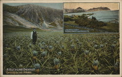 Field of Libby Pineapples Postcard