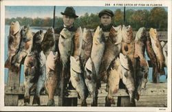A Fine Catch of Fish in Florida Postcard Postcard Postcard
