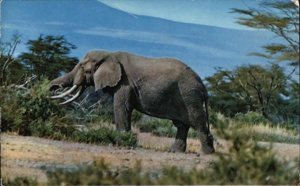 Africa Wild Life - Elephant Elephants