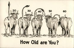 How Old Are You? Postcard