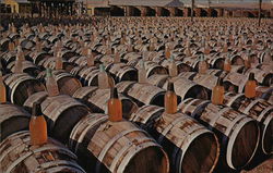 Curing Yard, Olive Packing Plant Postcard