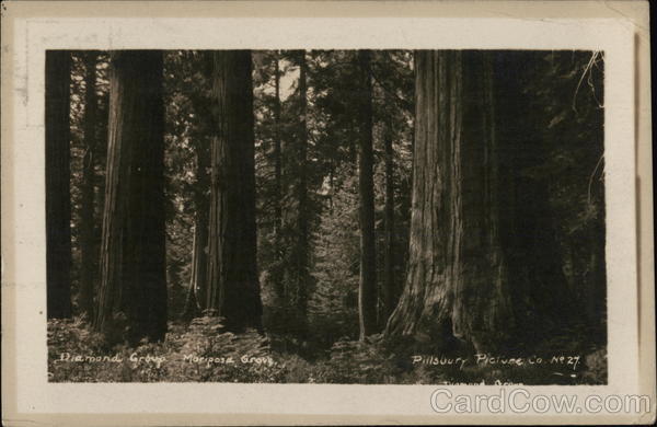 Mariposa Grove Wawona California