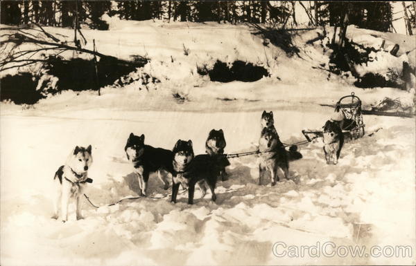 Team of Huskies Attached to Sled in the Snow Dogs