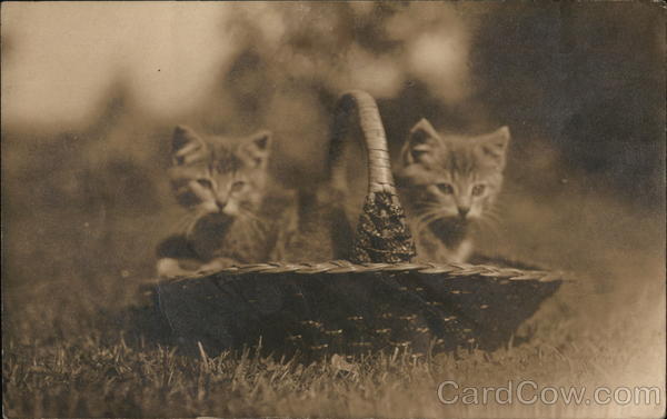 Two Kittens in a Basket Cats