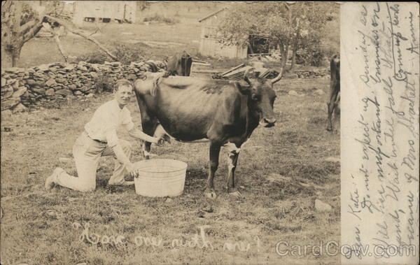 Man Milking Cow in Field Farming
