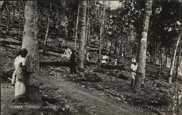 Rubber Tapping, Ceylon Sri Lanka Southeast Asia