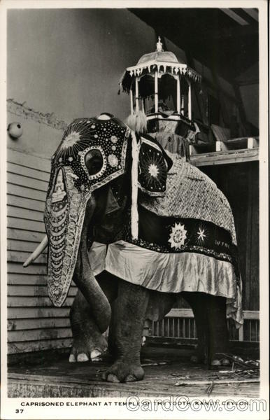 Caprisoned Elephant at Temple of the Tooth Kandy Sri Lanka