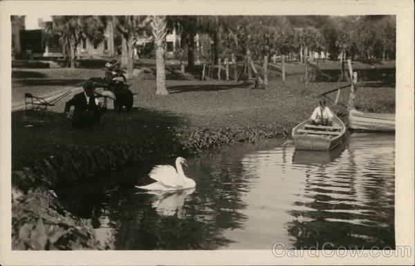 Person in Rowboat Near White Swan on Lake Lucerne Orlando Florida