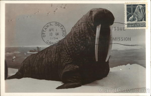 Walrus (Odobenus rosmarus) First Day Issue Cards