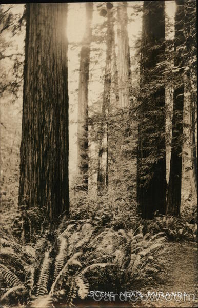 Redwood Trees Miranda California