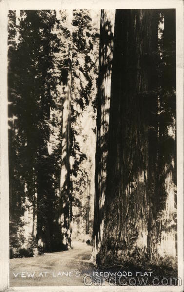 View at Lane's Redwood Flat Leggett California