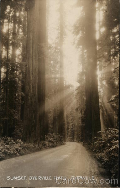 Sunset, Dyerville Flats California