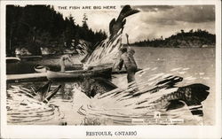 Fishermen Near Boats Trying to Net Giant Fish Postcard