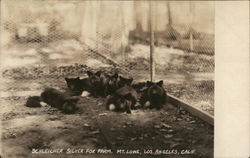 Schleicher Silver Fox Farm - Mt Lowe Postcard