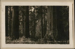 Mariposa Grove Mariposa Grove