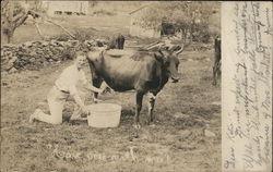 Man Milking Cow in Field Man Milking Cow in Field