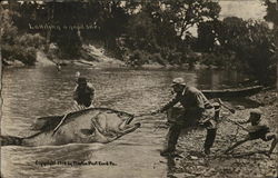 Three People Pulling Giant Fish out of Water Postcard