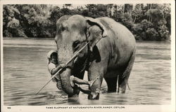 Tame Elephant at Katugastota River Kandy, Sri Lanka Southeast Asia Postcard Postcard Postcard