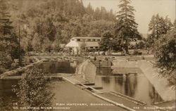 Fish Hatchery on Columbia River Highway Postcard