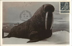 Walrus (Odobenus rosmarus) First Day Issue Cards Postcard Postcard Postcard