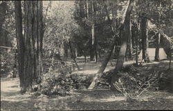 Berkeley Redwood Camp Berkeley Redwood Camp