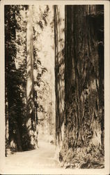 On The Redwood Highway Trees Postcard Postcard Postcard