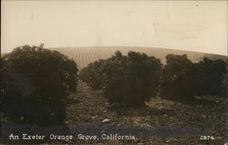 Orange Grove Exeter, CA Postcard Postcard Postcard