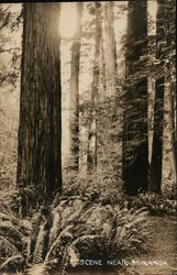 Redwood Trees Miranda, CA Postcard Postcard Postcard