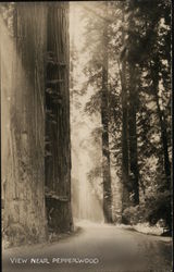 Redwood Trees Pepperwood, CA Postcard Postcard Postcard