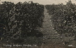 Drying Grapes Postcard