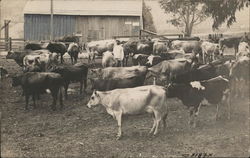 Herd of Dairy Cows Ferndale, CA Cows & Cattle Postcard Postcard Postcard