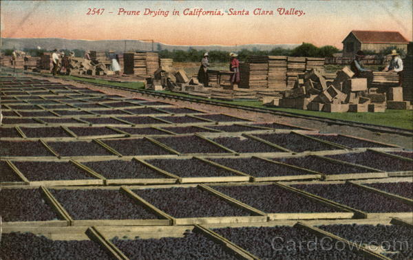 Prune Drying in California, Santa Clara Valley