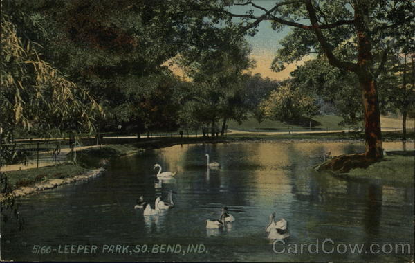 Swans on the Water at Leeper Park South Bend Indiana