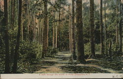 A Walk Through the Woods at Hotel Champlain Plattsburgh, NY Postcard Postcard Postcard