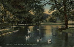 Swans on the Water at Leeper Park South Bend, IN Postcard Postcard Postcard