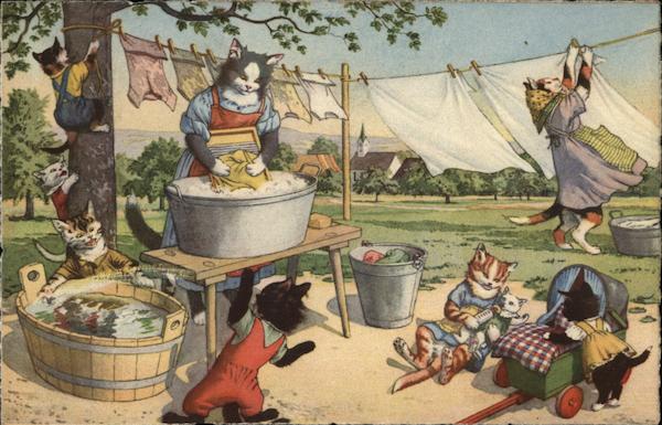 Cat Wash Day Cats