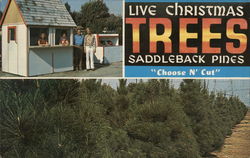 Saddleback Pines Christmas Trees Postcard