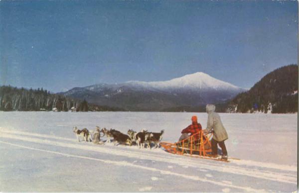 Husky Dog Team Alaska Dogs