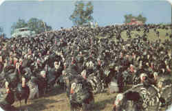 South Boston Turkey Ranch Postcard