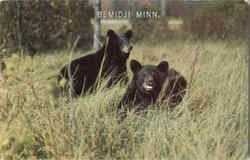 A Pair Of Black Bear Bemidji, MN Postcard Postcard