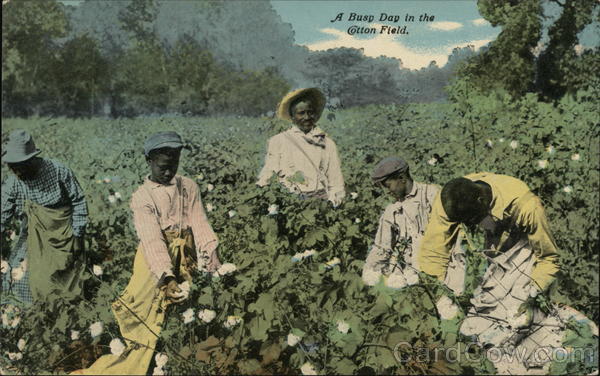 A Busy Day in the Cotton Field. Black Americana