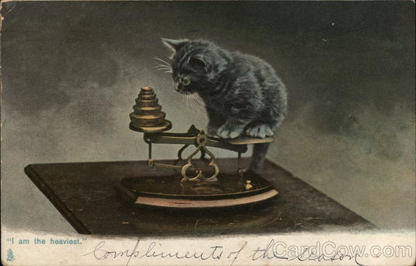 I am the heaviest Cats
