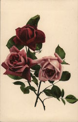 Beautiful Roses Flowers Postcard Postcard