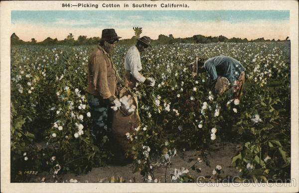 Picking Cotton in Southern California