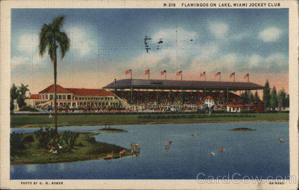 Flamingos on Lake, Miami Jockey Club Florida