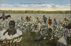 Picking Cotton--Down South Black Americana Postcard Postcard Postcard