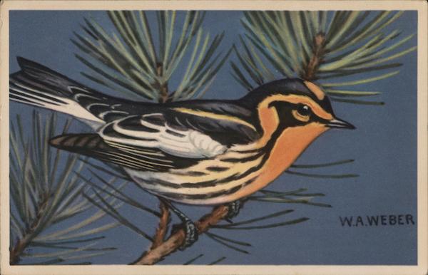 Blackburnian Warbler Birds