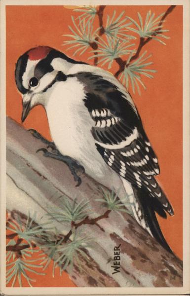 Downy Woodpecker Birds
