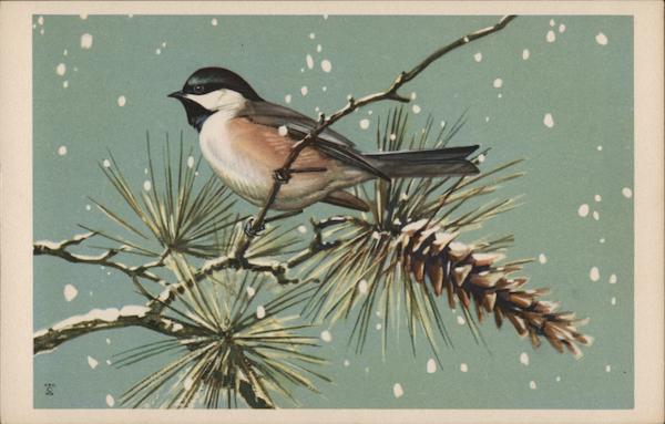 Chickadee on a Pine Branch Birds